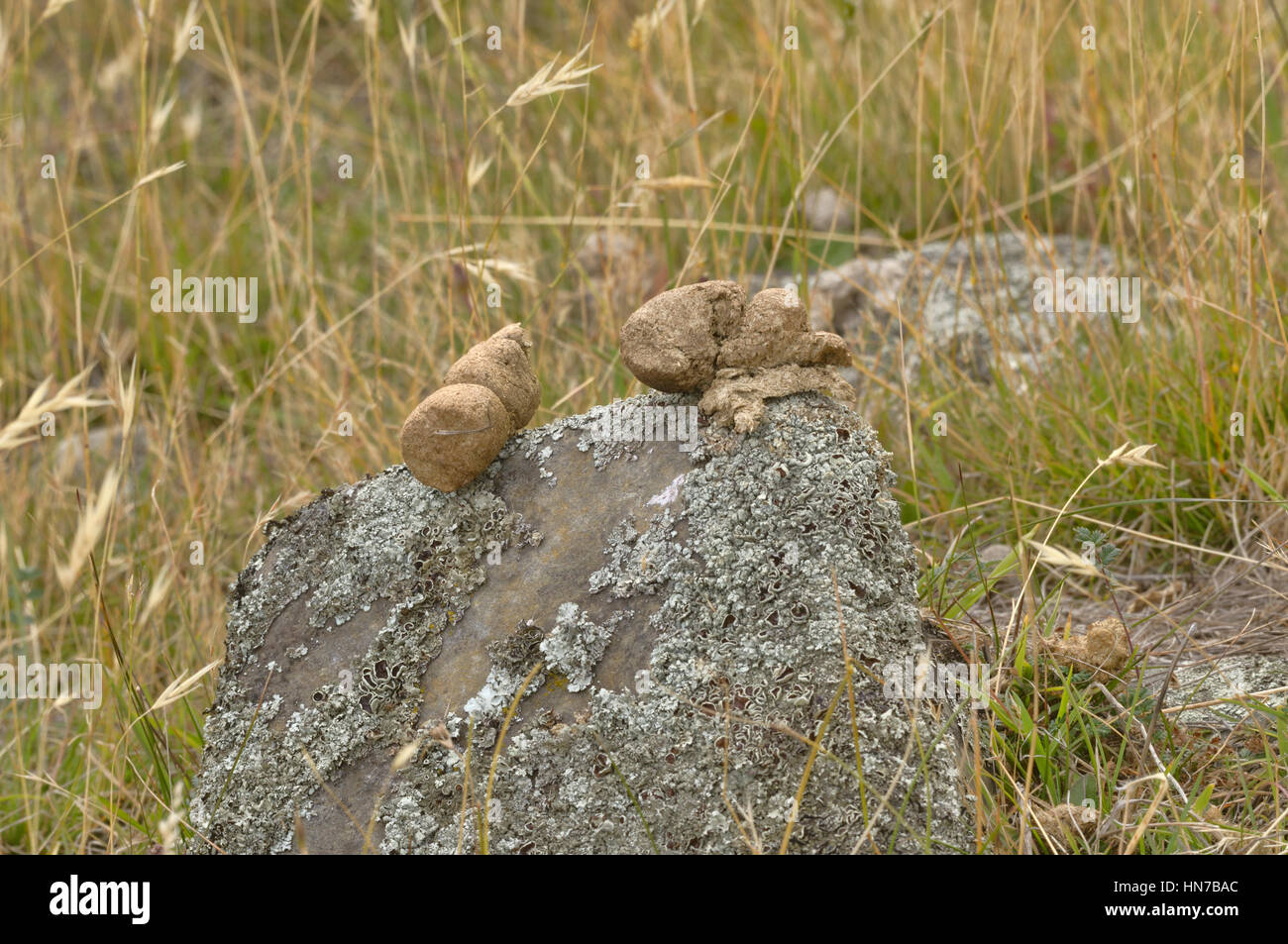 Wombat commun (Vombatus ursinus crottes cylindriques fèces) déposés sur rock photographié en Tasmanie, Australie Banque D'Images
