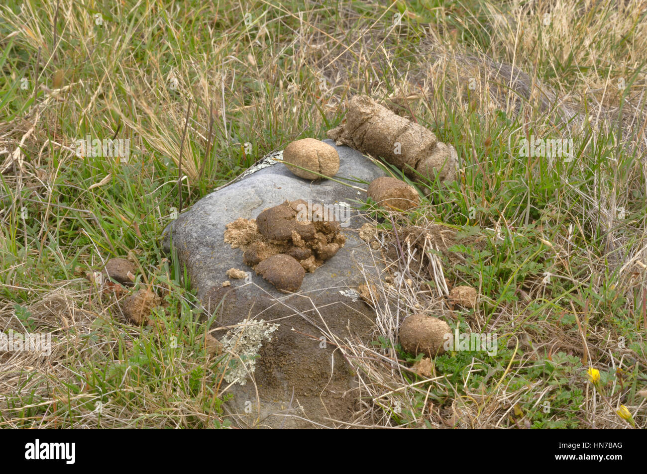 Wombat commun (Vombatus ursinus crottes cylindriques fèces) déposés sur rock photographié en Tasmanie, Australie Banque D'Images