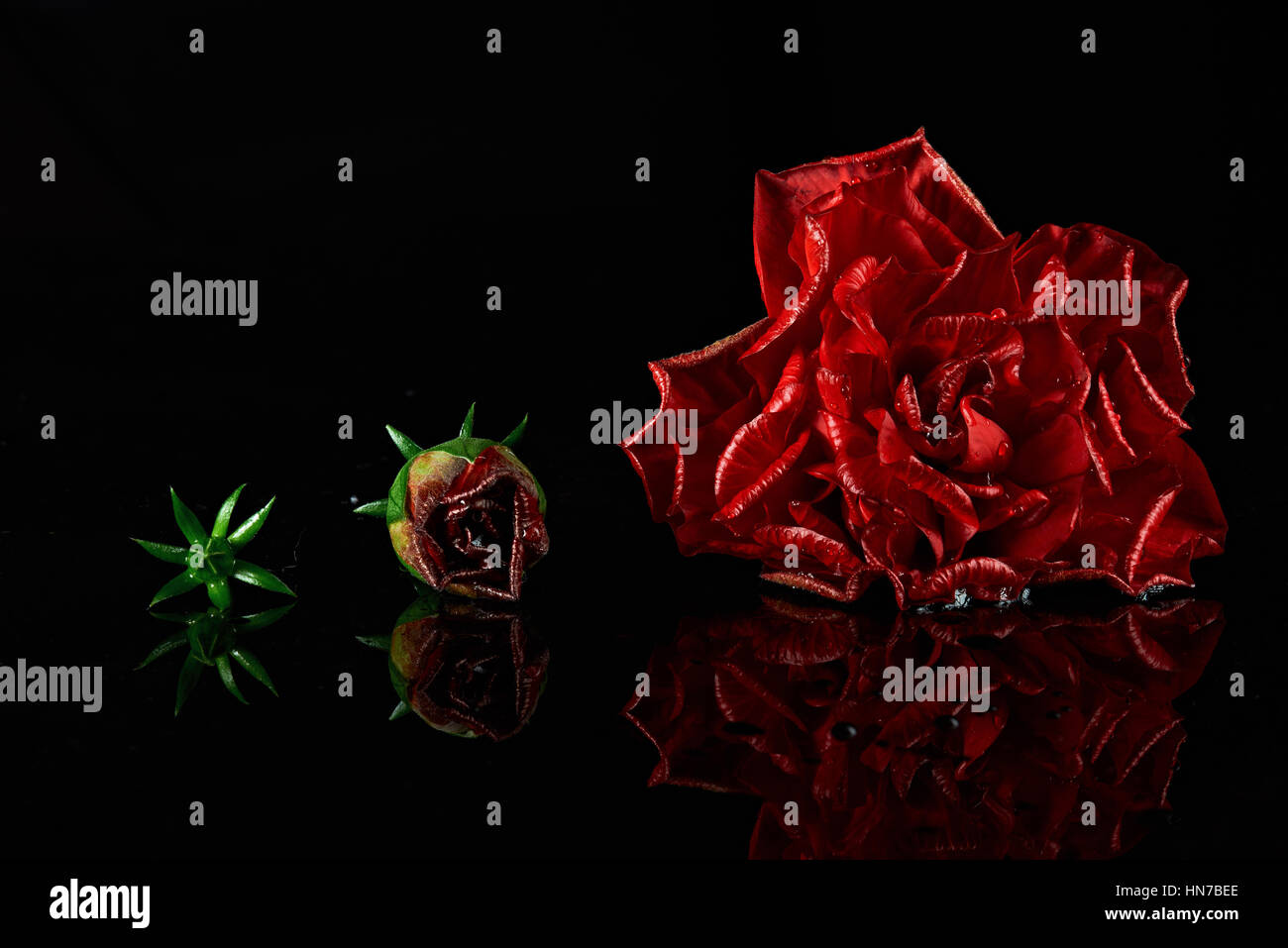 Les différentes étapes de la vie de rose rouge isolé sur fond noir Banque D'Images