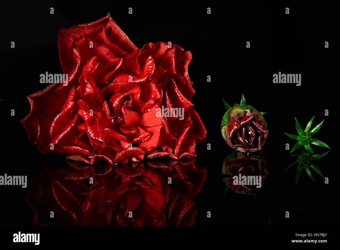 Étapes de la vie de big red rose à petites sur noir Banque D'Images