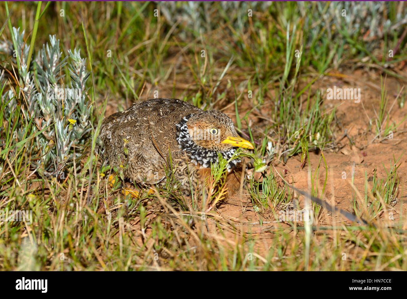 Les plaines Pedionomus torquatus wanderer gravement menacée d'photographié à Victoria, Australie Banque D'Images