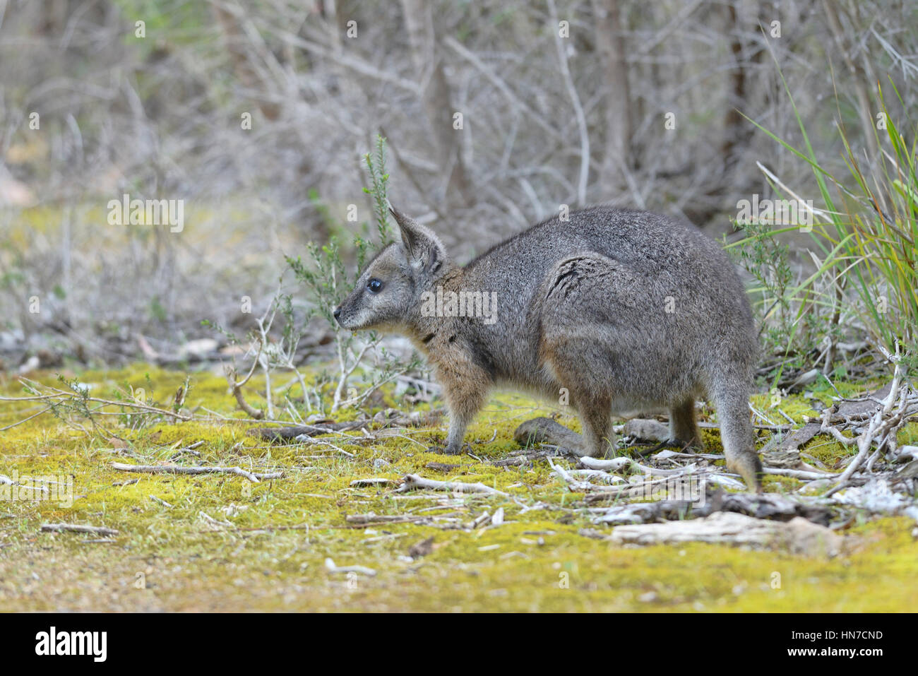 Wallaby Tammar Macropus eugenii photographié dans le sud de l'Australie Banque D'Images
