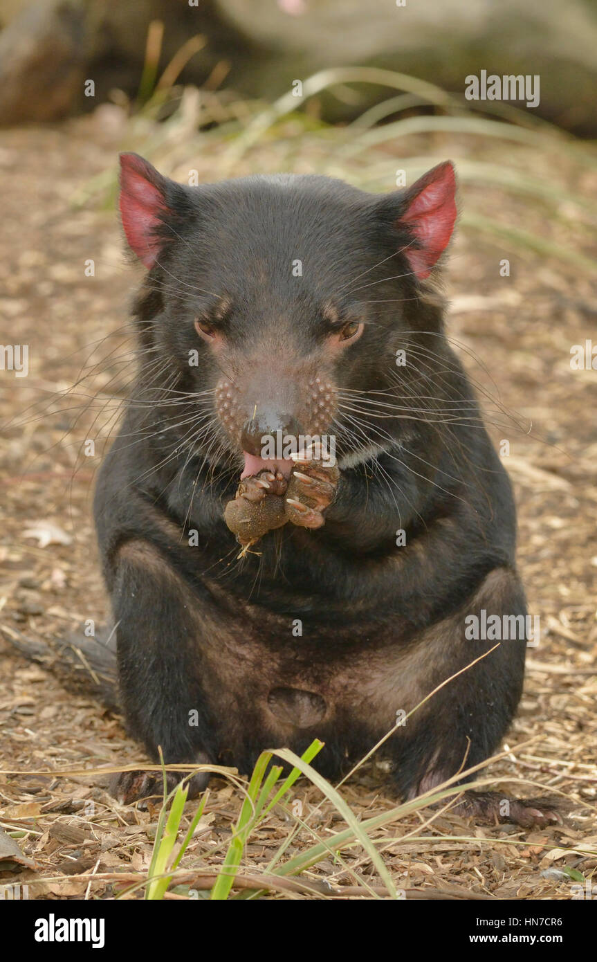 Diable de Tasmanie Sarchopilus harrisii nettoyage adultes menacées photographié en Tasmanie, Australie Banque D'Images