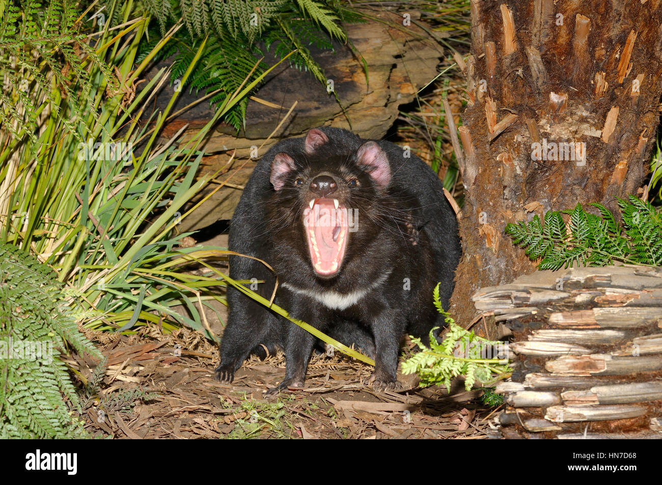 Diable de Tasmanie Sarchopilus harrisii snarling adultes menacées photographié en Tasmanie, Australie Banque D'Images