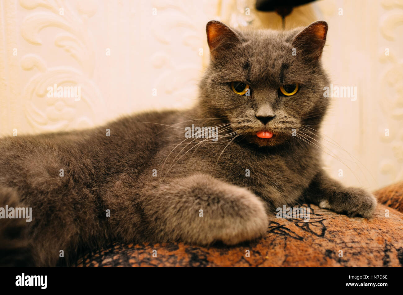 Un Chat Capricieux A Faim C Est A Et Tirant La Langue Photo Stock Alamy