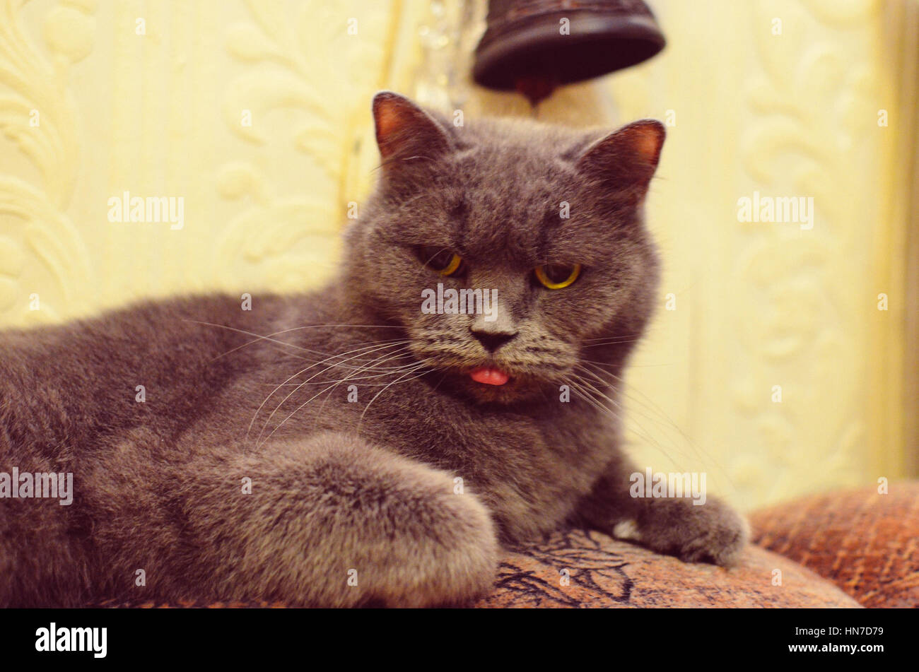 Un Chat Capricieux A Faim C Est A Et Tirant La Langue Photo Stock Alamy