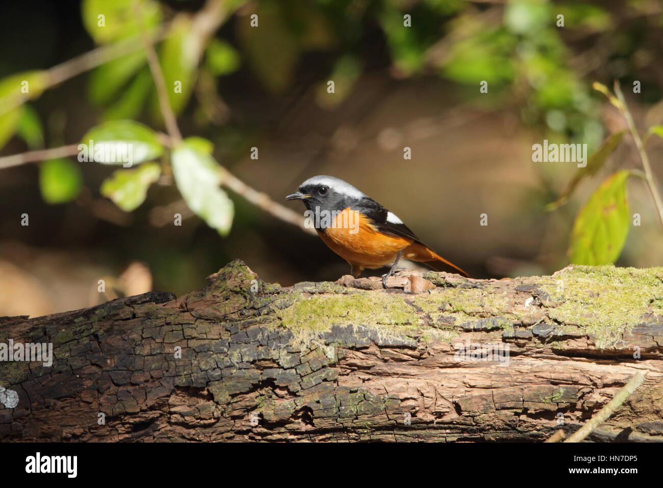 Daurian mâle Paruline flamboyante (Phoenicurus auroreus), une rouge. noir & blanc oiseau perché sur un arbre tombé dans une clairière ensoleillée dans les bois, sur Kyushu, Japon Banque D'Images