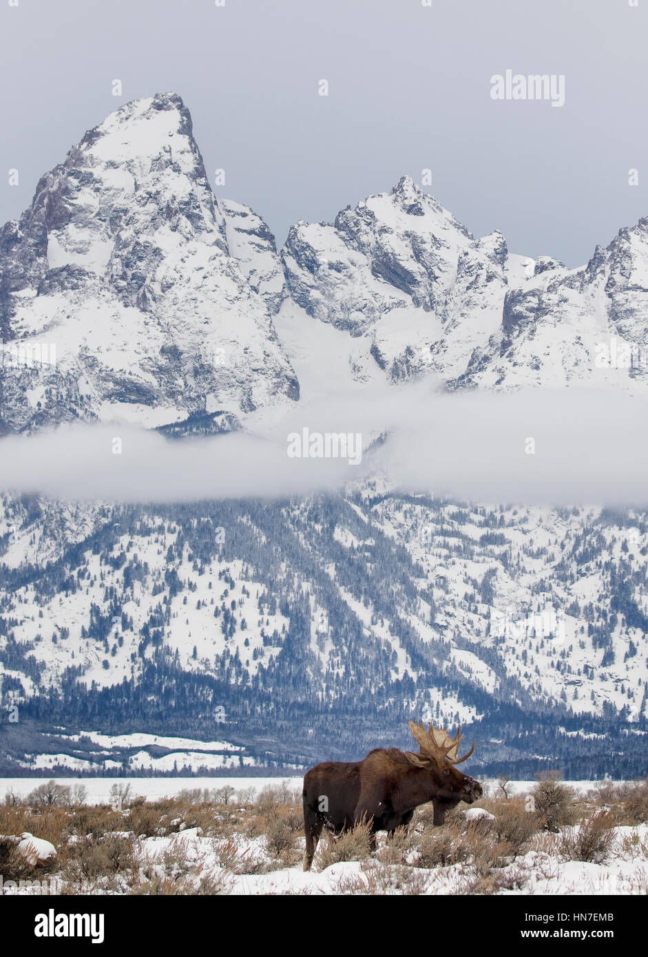 Bull Moose debout dans les prairies d'armoise avec Tetons Banque D'Images