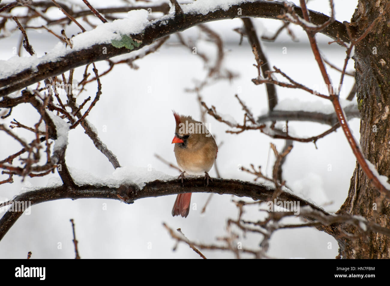 Vadnais Heights, Minnesota. Femme Cardinal rouge, Cardinalis cardinalis, assis sur la branche d'arbre en hiver. Banque D'Images