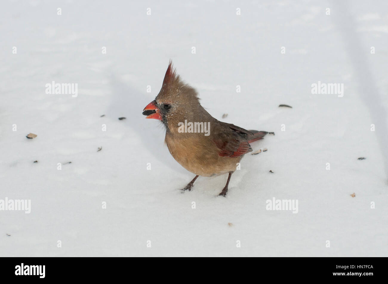 Vadnais Heights, Minnesota. Femme Cardinal rouge, Cardinalis cardinalis, manger des graines d'oiseaux tombés sur le sol en hiver. Banque D'Images