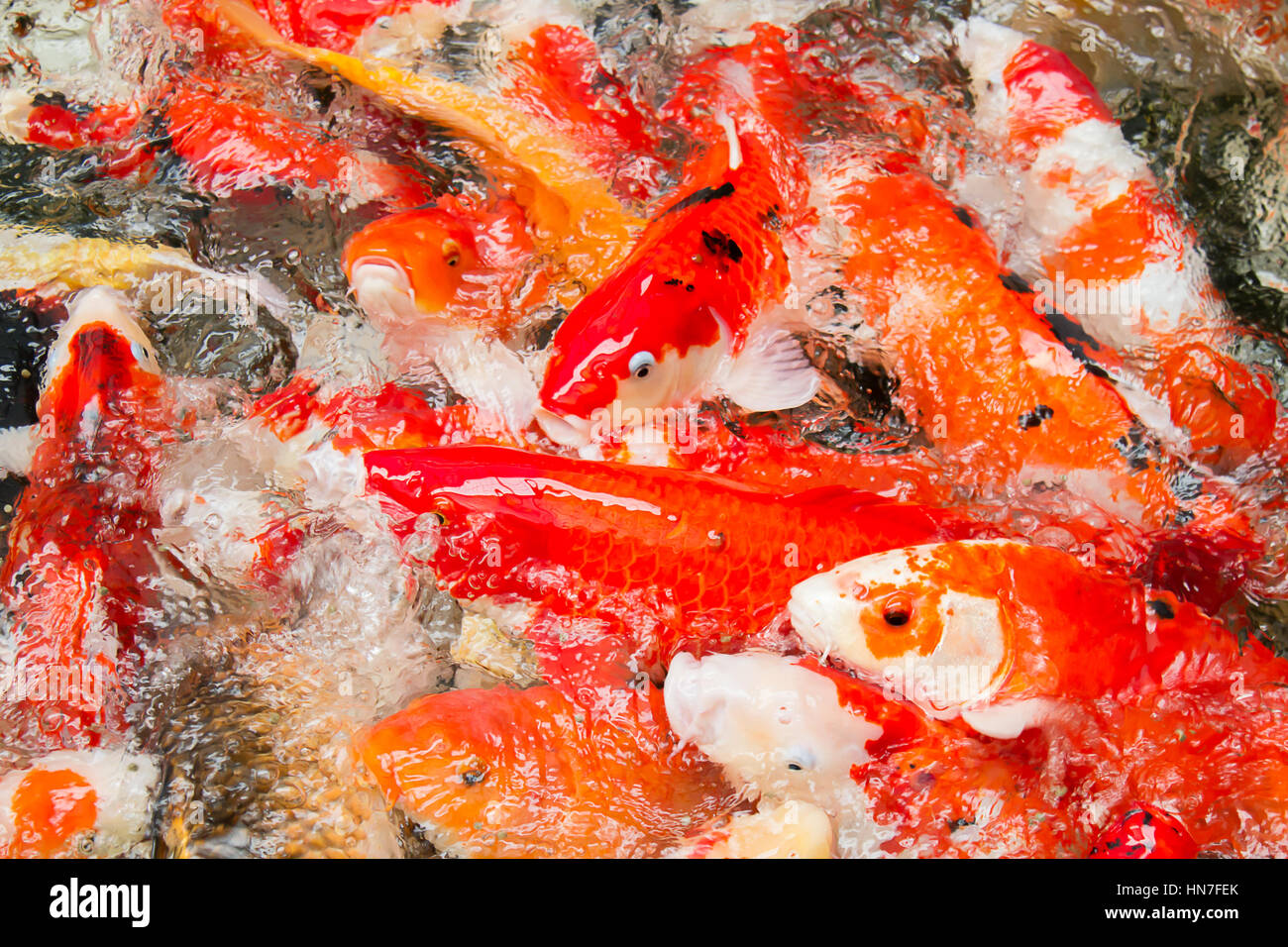 Le Japon appelle poissons poissons carpes Koi ou nager dans l'étang colorés Banque D'Images