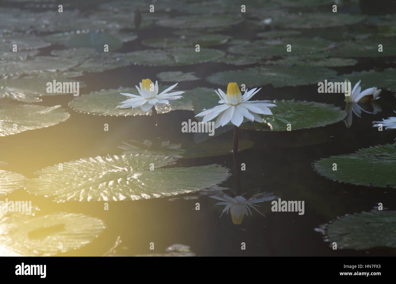 Lotus blanc feuilles vertes. Focus sélectif et doux soleil flare. Banque D'Images