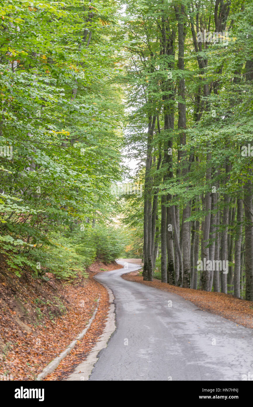 Route asphaltée sinueuse, entre long vert des arbres, entouré de feuilles marron tombé Banque D'Images