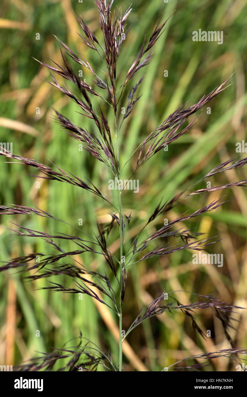 Le roseau commun (Phragmites australis), Banque D'Images