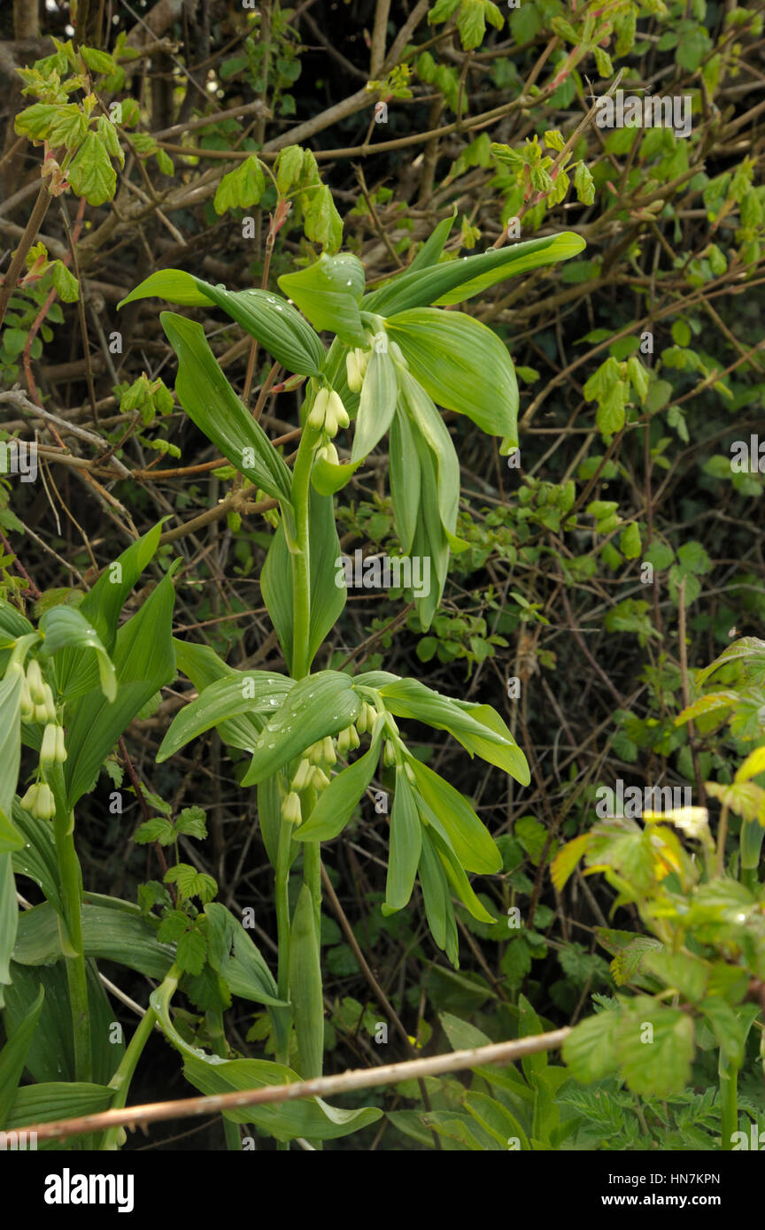 Jardin Solomon's-seal, Polygonatum x hybridum Banque D'Images