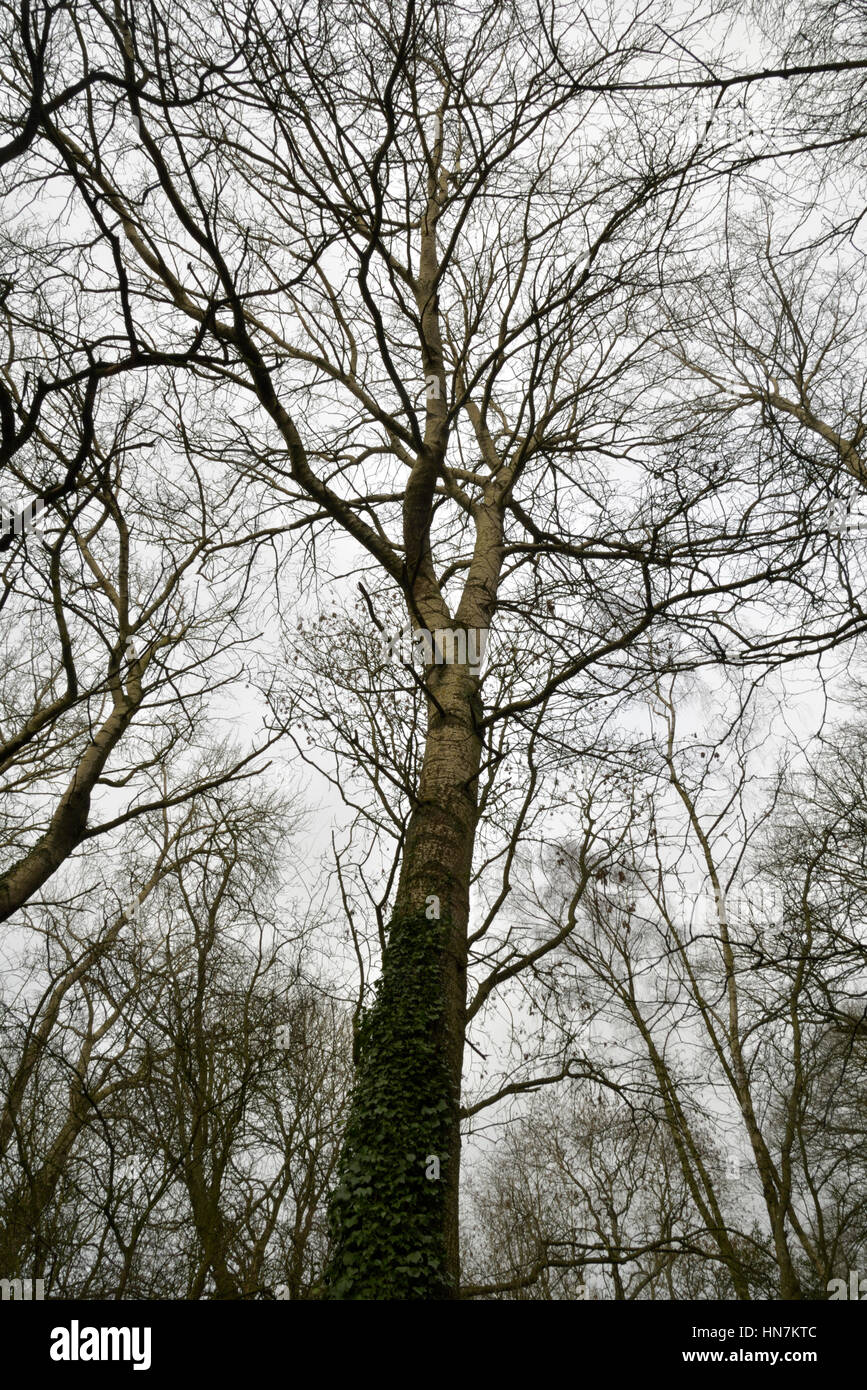 Tremble, Populus tremula Banque D'Images