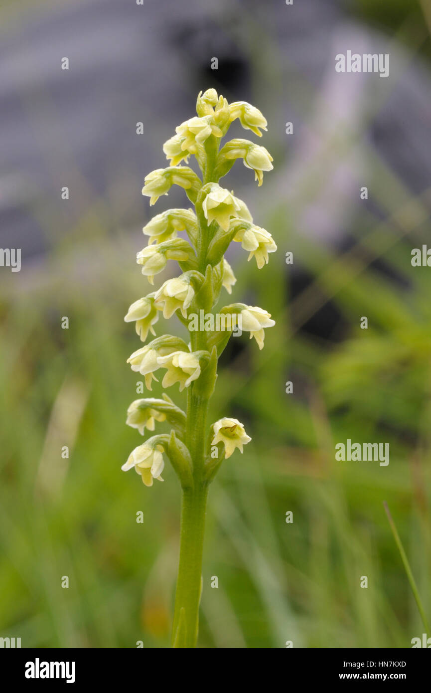 Petit-white Orchid, Pseudorchis albida Banque D'Images