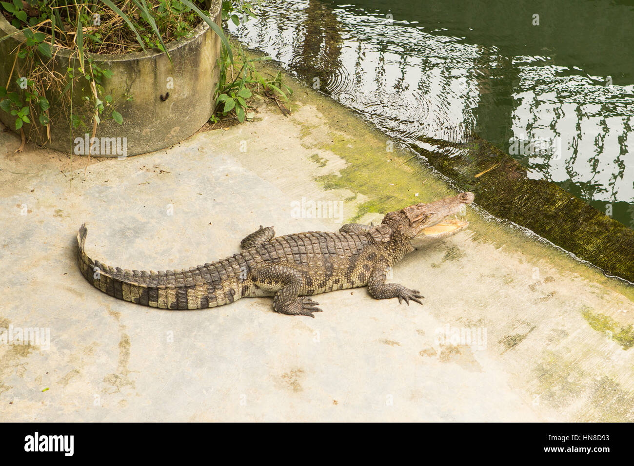 La Thaïlande Ferme des Crocodiles et Zoo Banque D'Images