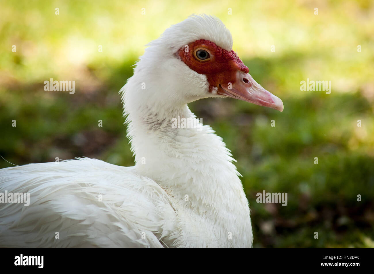 Canard blanc avec visage rouge. Banque D'Images