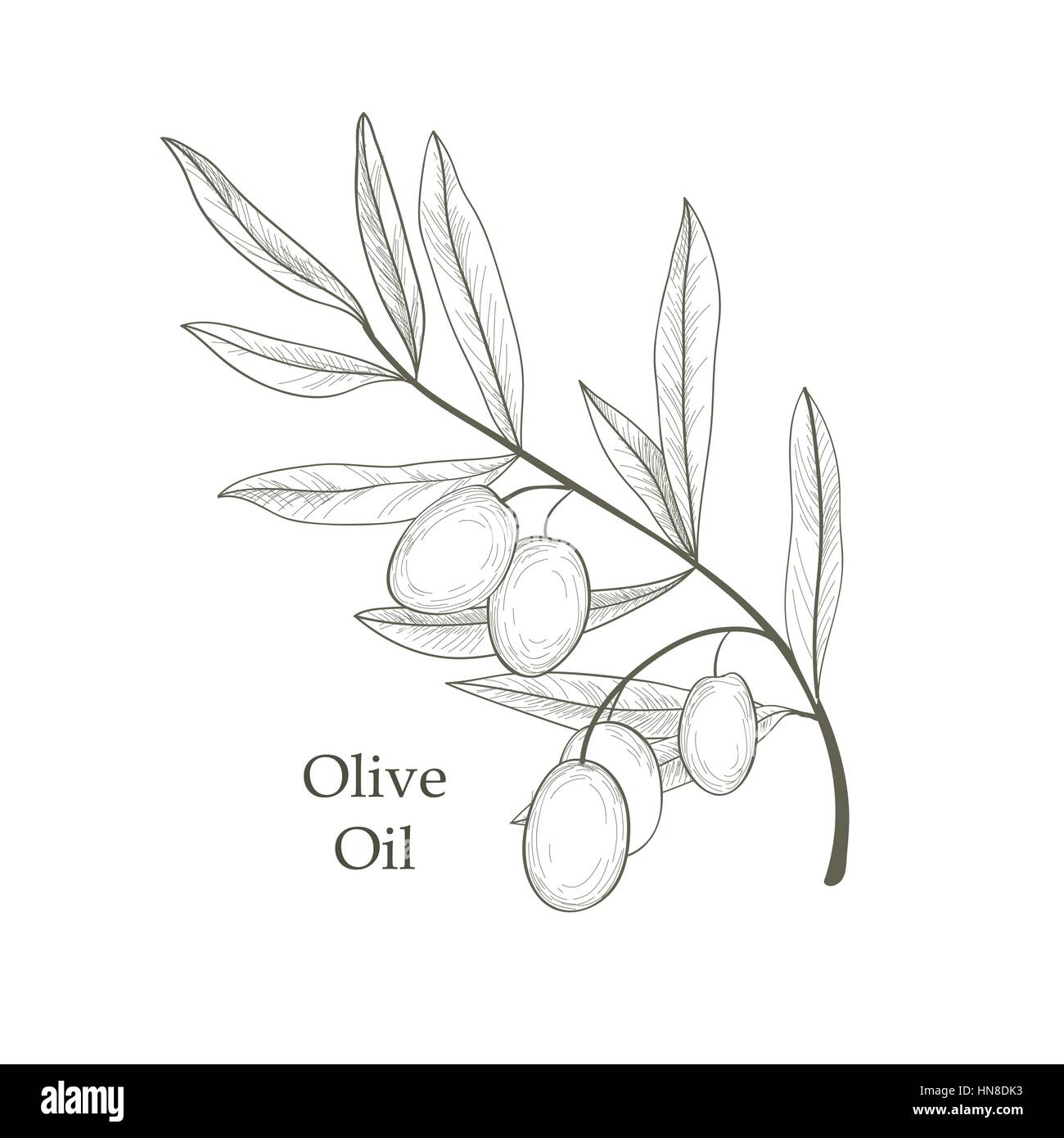 Branche de l'arbre d'olive olives avec croquis isolé sur fond blanc retro vector illustration gravure olive branch Illustration de Vecteur
