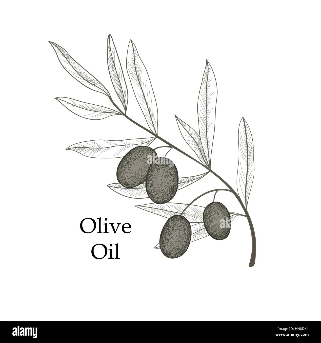 Branche de l'arbre d'olive olives avec croquis isolé sur fond blanc retro vector illustration gravure olive branch Illustration de Vecteur