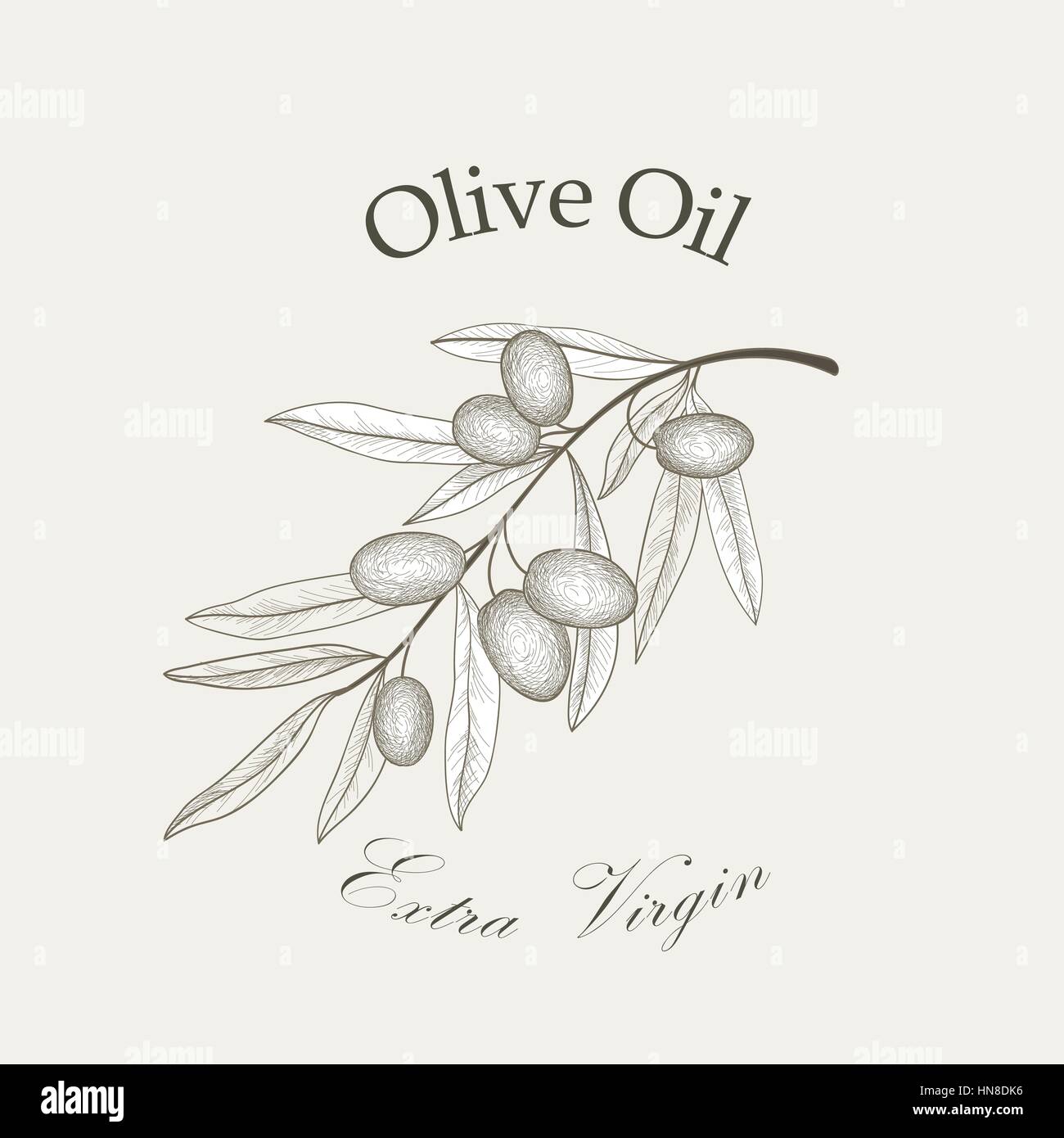 Branche de l'arbre d'olive olives avec croquis isolé sur fond blanc retro vector illustration gravure olive branch Illustration de Vecteur