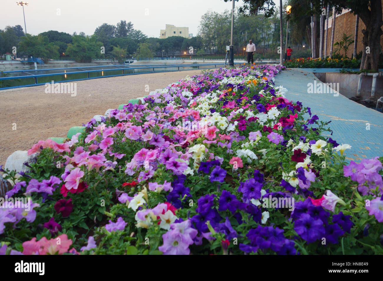 HYDERABAD, INDE - FÉVRIER 09,2017 en pleine floraison à Jalagam Vengal Rao park à Hyderabad, Inde Banque D'Images