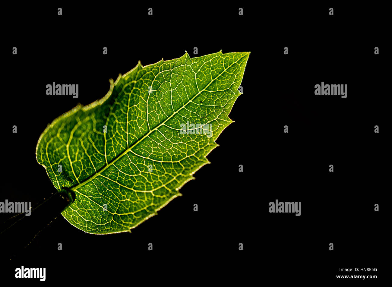 Close up of green leaf et fond noir Banque D'Images