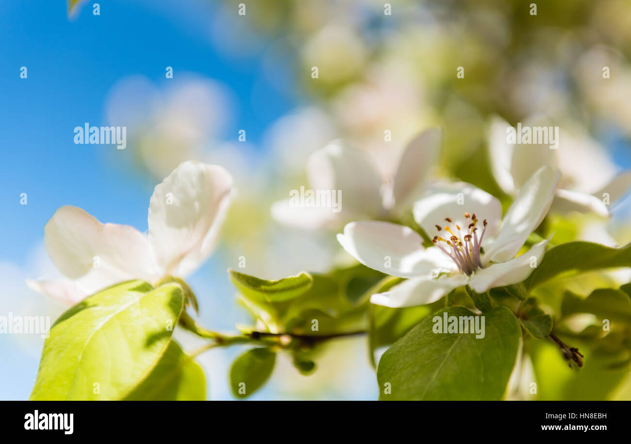 Au printemps. De l'épanouissement de l'image douce brunch avec arbres fleurs apple blanc Banque D'Images