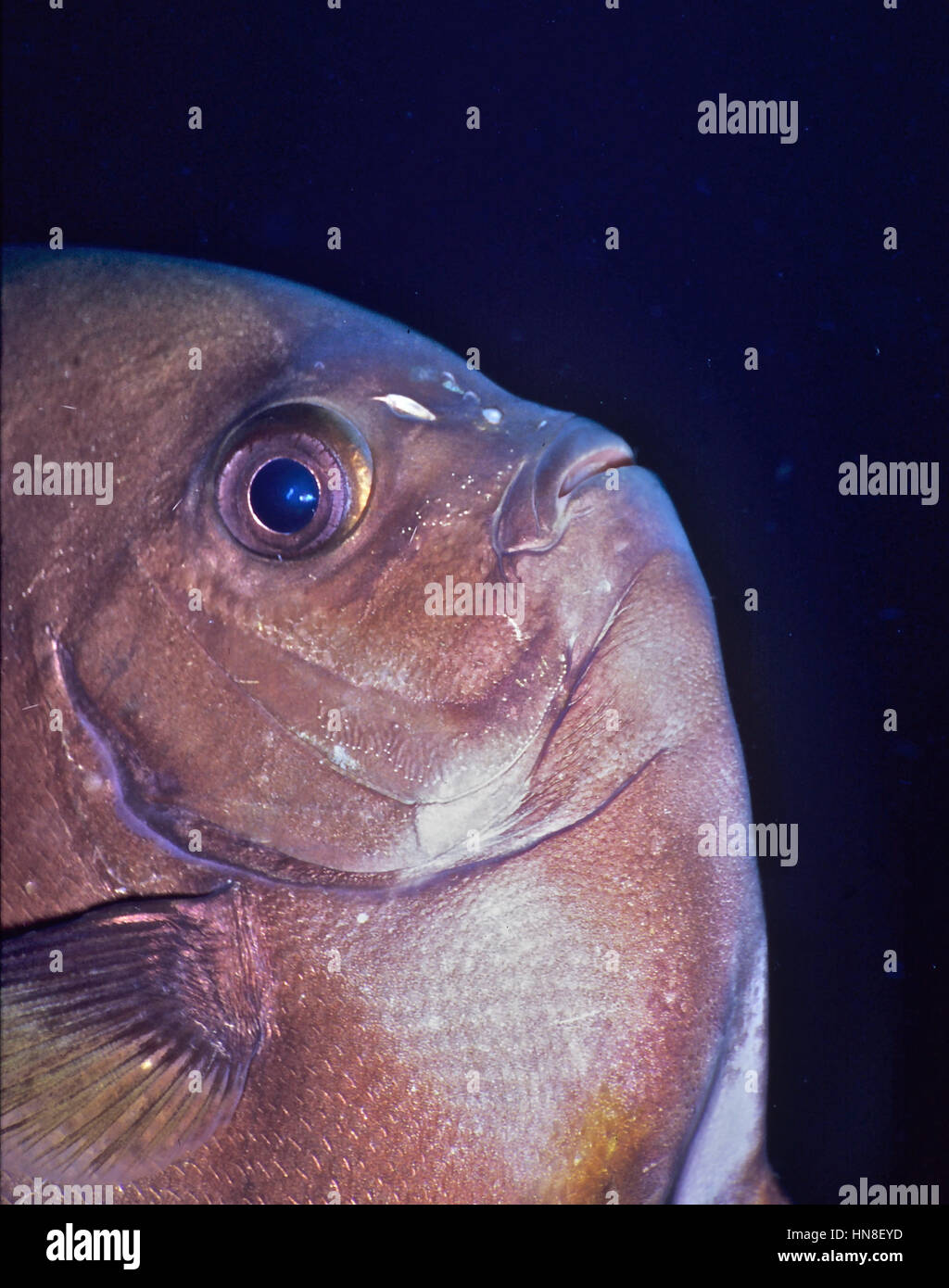 Un portrait en gros plan d'un platax Platax orbicularis (circulaire). Brown dans l'oeillet et derrière la tête. Photographié dans les eaux de Bali, Indonésie. Banque D'Images