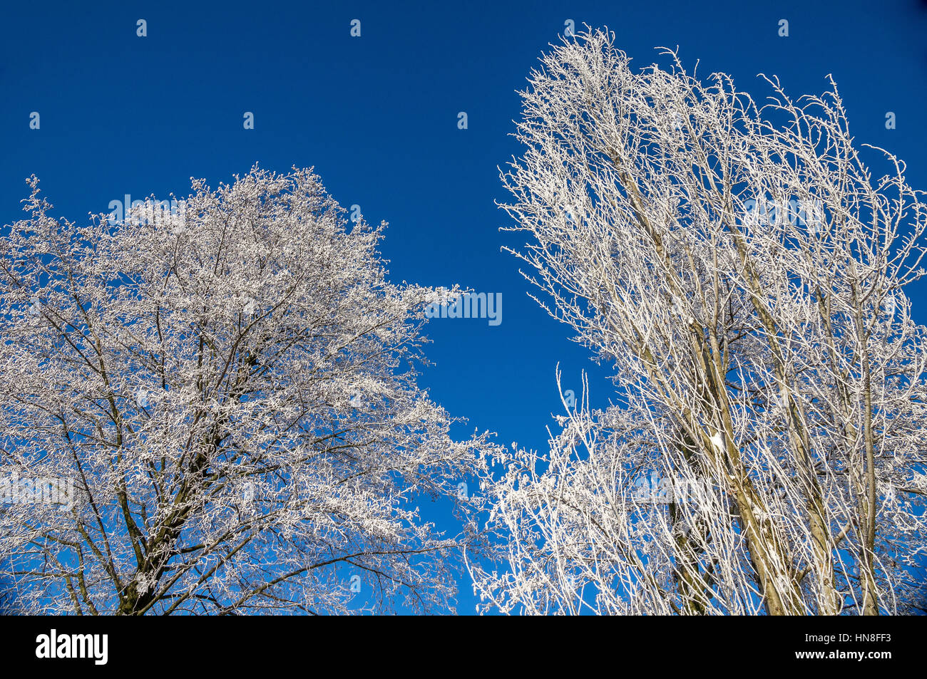 Arbres couverts de givre contre ciel bleu froid ensoleillé Banque D'Images