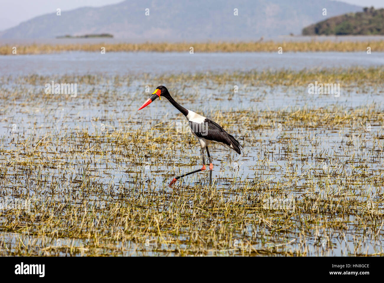 Un Saddle-Billed Stork (Ephippiorhynchus senegalensis), le lac Ziway, Ethiopie Banque D'Images