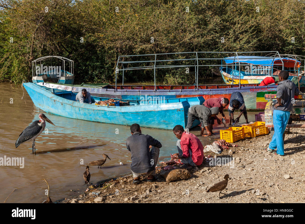 Les populations locales d'éviscération et de filetage du poisson sur les rives du lac Ziway, Ethiopie Banque D'Images