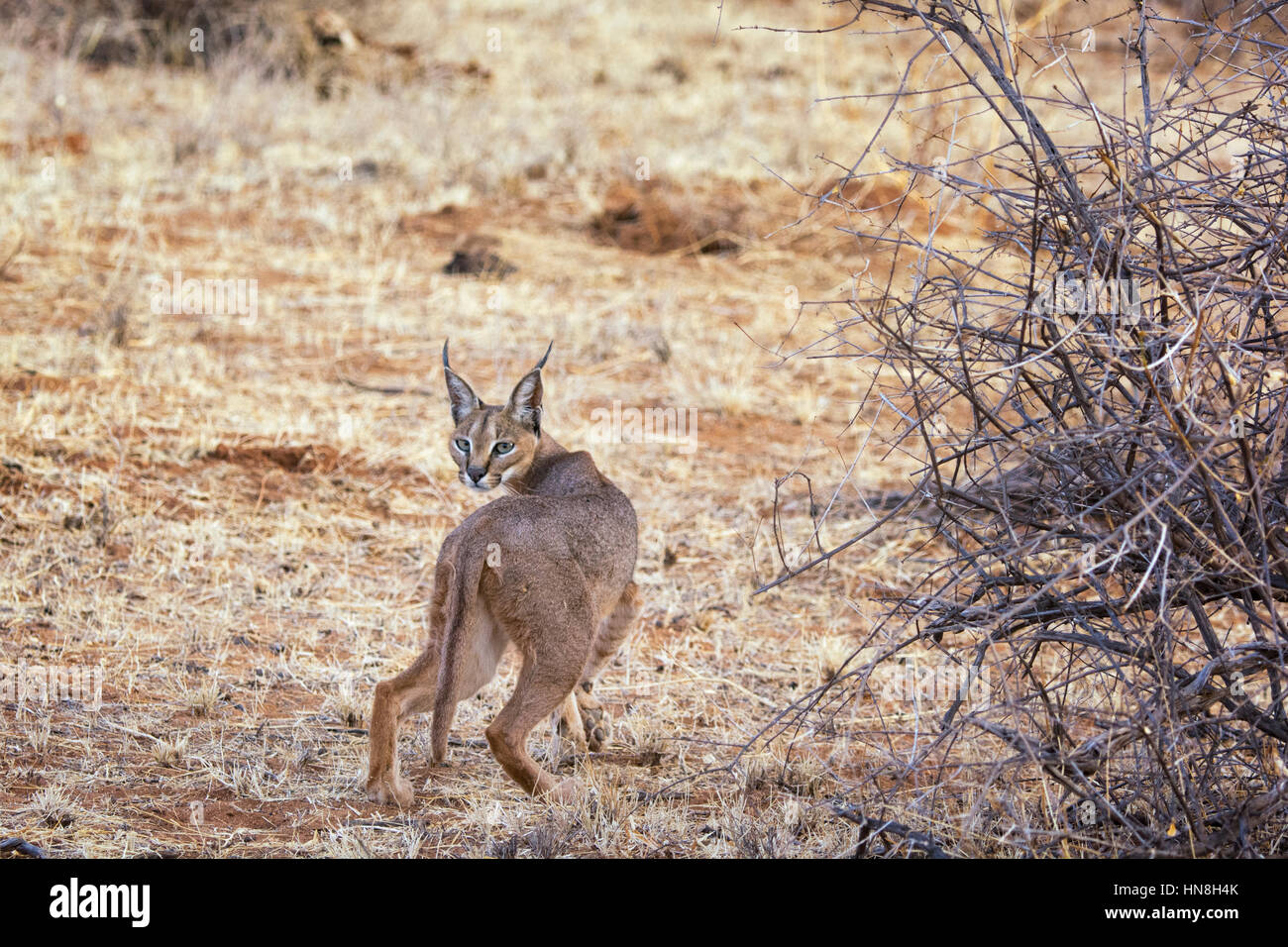 Vue arrière d'un Caracal caracal Caracal, sauvages, montrant à touffeter, oreilles, Buffalo Springs, Réserve nationale de Samburu, Kenya, Afrique de l'Est Banque D'Images