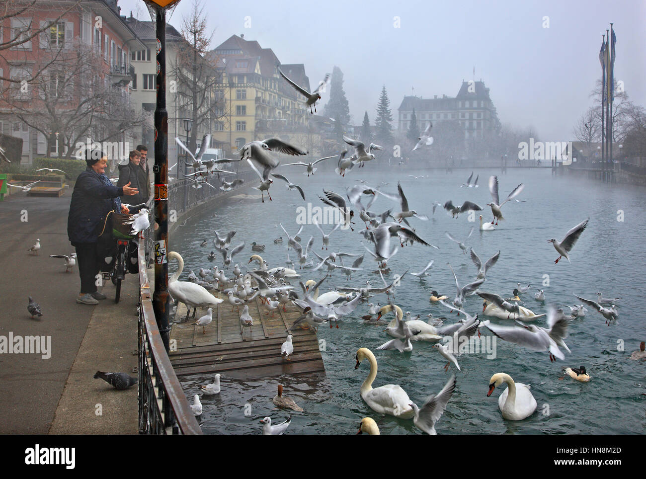 'Lunch' temps pour les mouettes, les cygnes et autres oiseaux par l'Aar à Thoune ville, Oberland Bernois, Suisse Banque D'Images