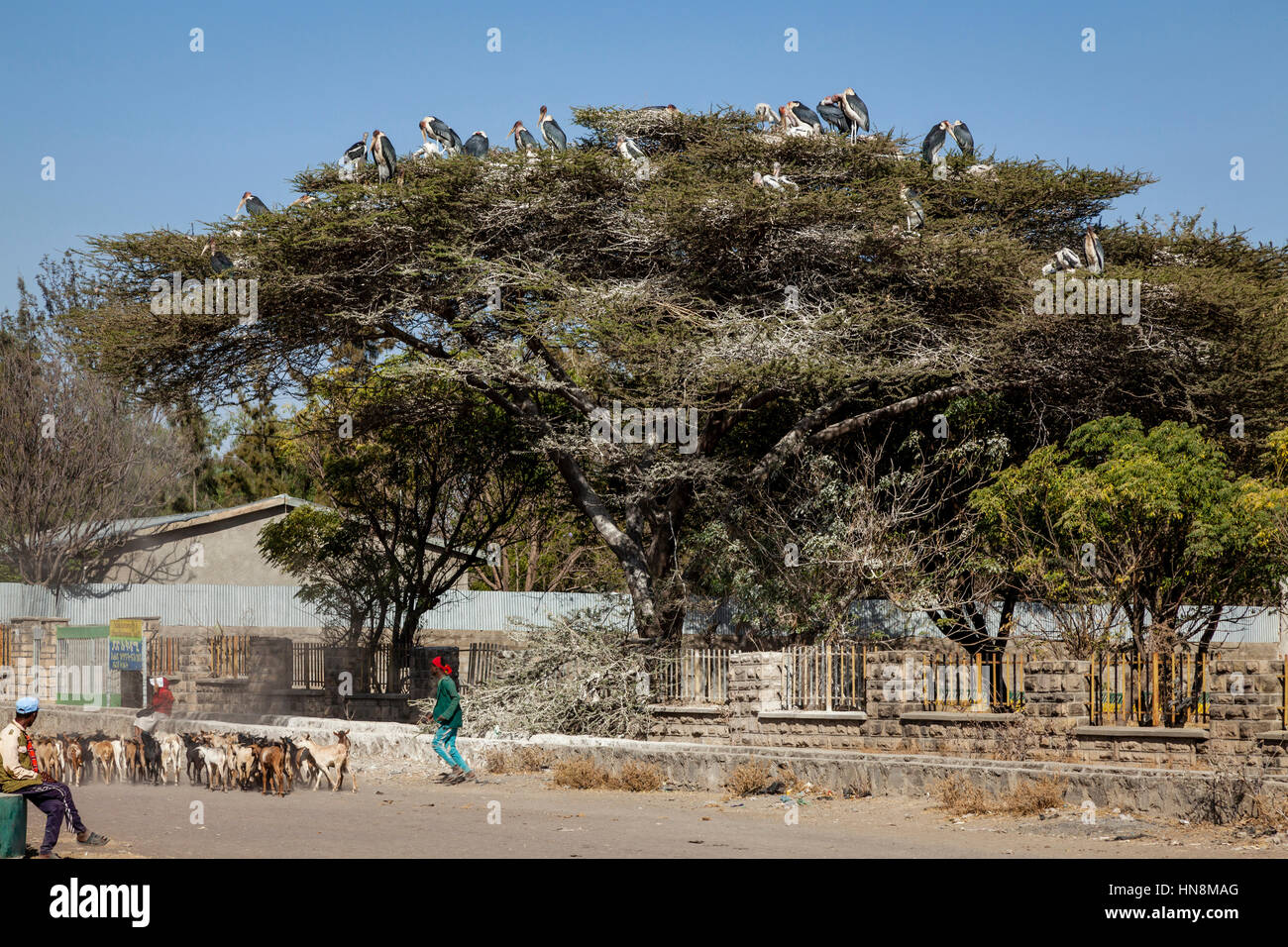 Cigognes marabout assis dans un arbre, Ziway, Ethiopie Banque D'Images
