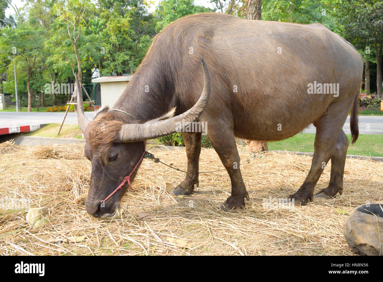 La ferme de buffalo thaï Banque D'Images