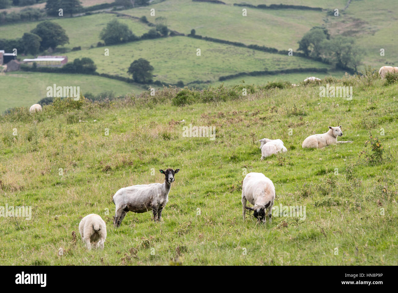 Royaume-uni, Angleterre, dans le Yorkshire - des moutons paissant dans un champ à la périphérie d'un petit village de pêcheurs appelé Robin Hood's Bay, situé sur la côte de l'Y Banque D'Images