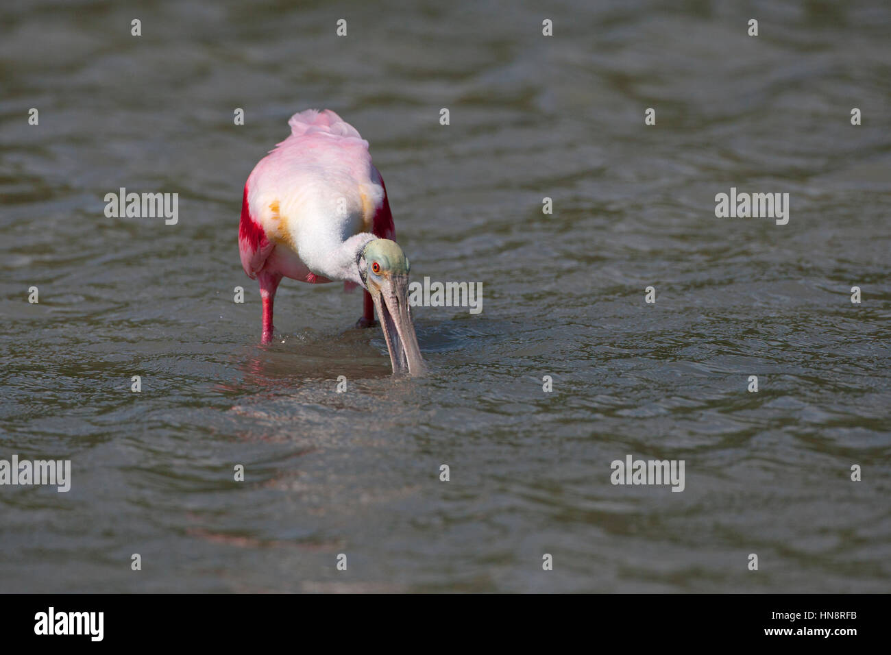 Ajaia ajaja Roseate Spoonbill feeding in lagoon sur Gulf coast Florida USA Banque D'Images
