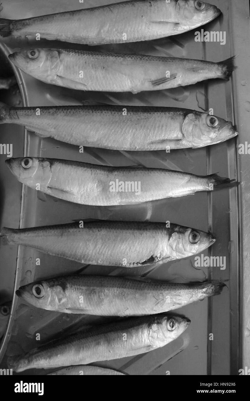 Peu de poissons congelés taille mise en gamme courte en noir et blanc. Non seulement pour manger, mais pour comprendre de la croissance Banque D'Images Peu de poissons congelés taille mise en gamme courte en noir et blanc. Non seulement pour manger, mais pour comprendre de la croissance Banque D'Images
