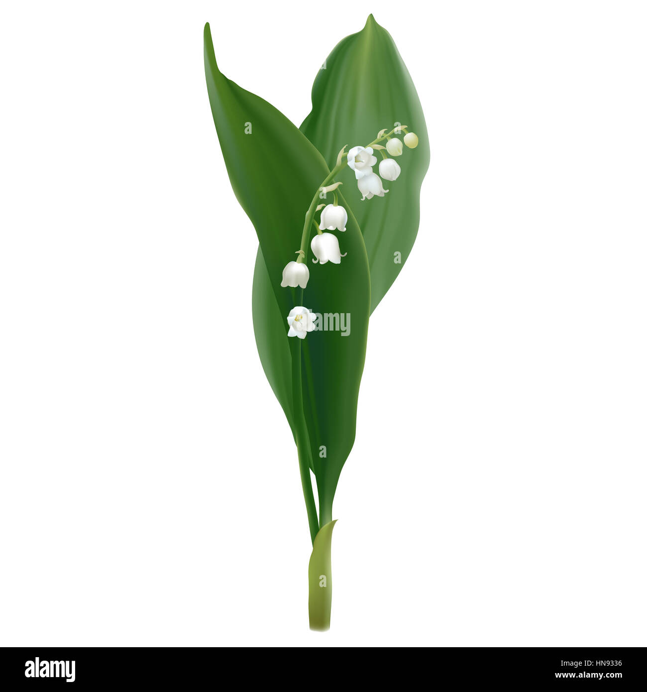 Convallaria majalis - Lilly de la vallée. Illustration de blanc de printemps fleurs et feuillage luxuriant sur fond blanc. Banque D'Images