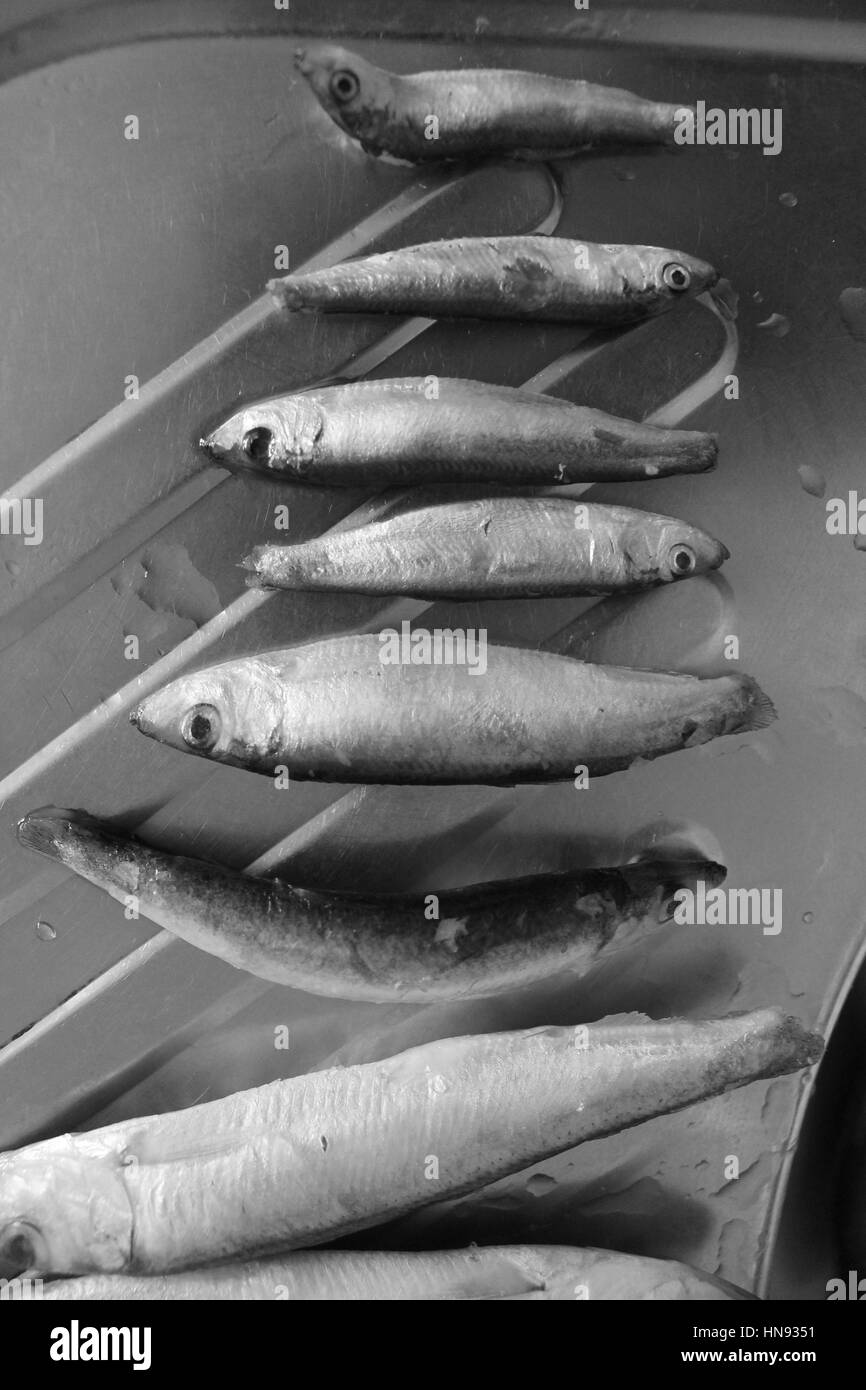 Peu de poissons congelés taille mise en gamme courte en noir et blanc. Non seulement pour manger, mais pour comprendre de la croissance Banque D'Images Peu de poissons congelés taille mise en gamme courte en noir et blanc. Non seulement pour manger, mais pour comprendre de la croissance Banque D'Images