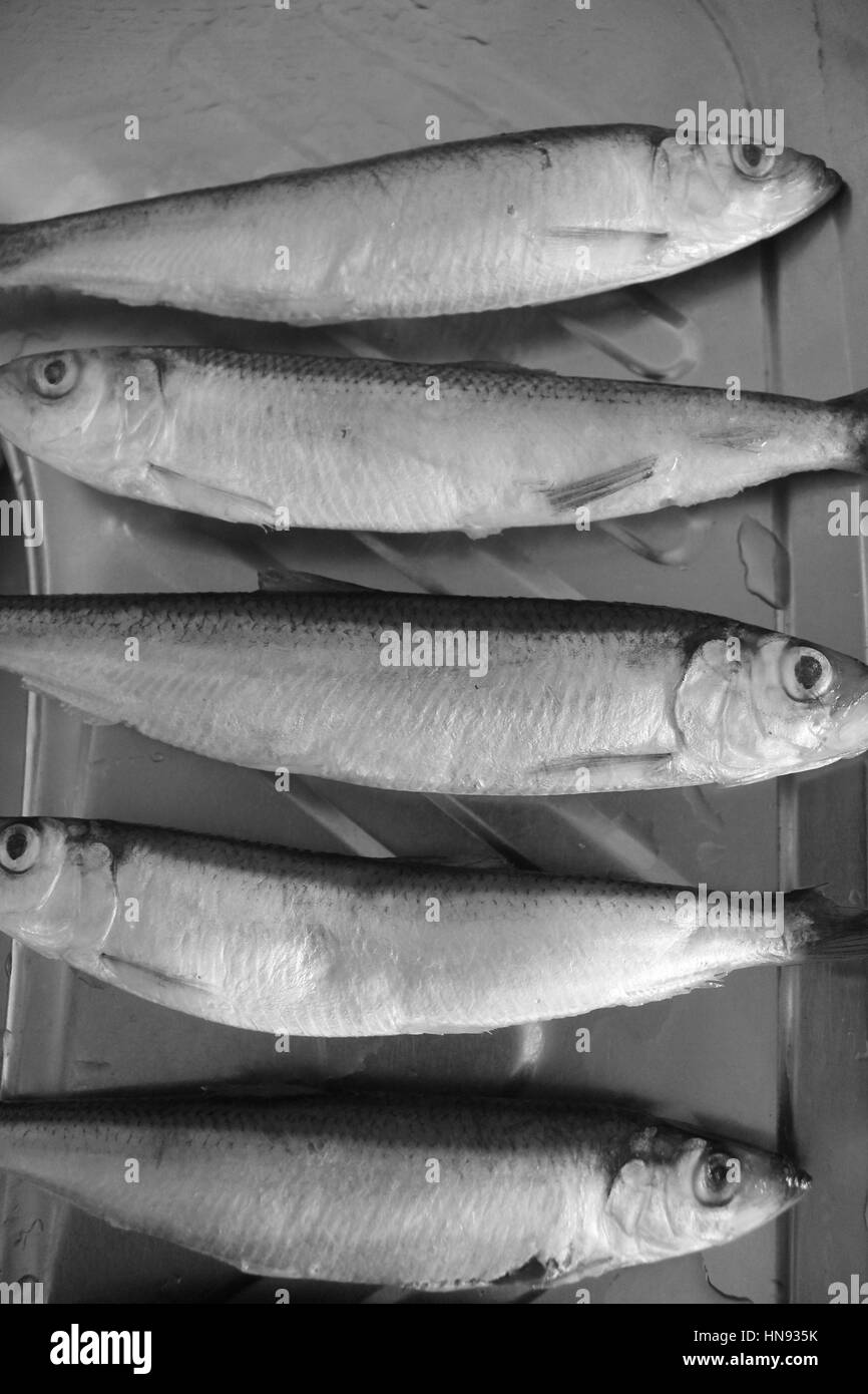 Peu de poissons congelés taille mise en gamme courte en noir et blanc. Non seulement pour manger, mais pour comprendre de la croissance Banque D'Images Peu de poissons congelés taille mise en gamme courte en noir et blanc. Non seulement pour manger, mais pour comprendre de la croissance Banque D'Images