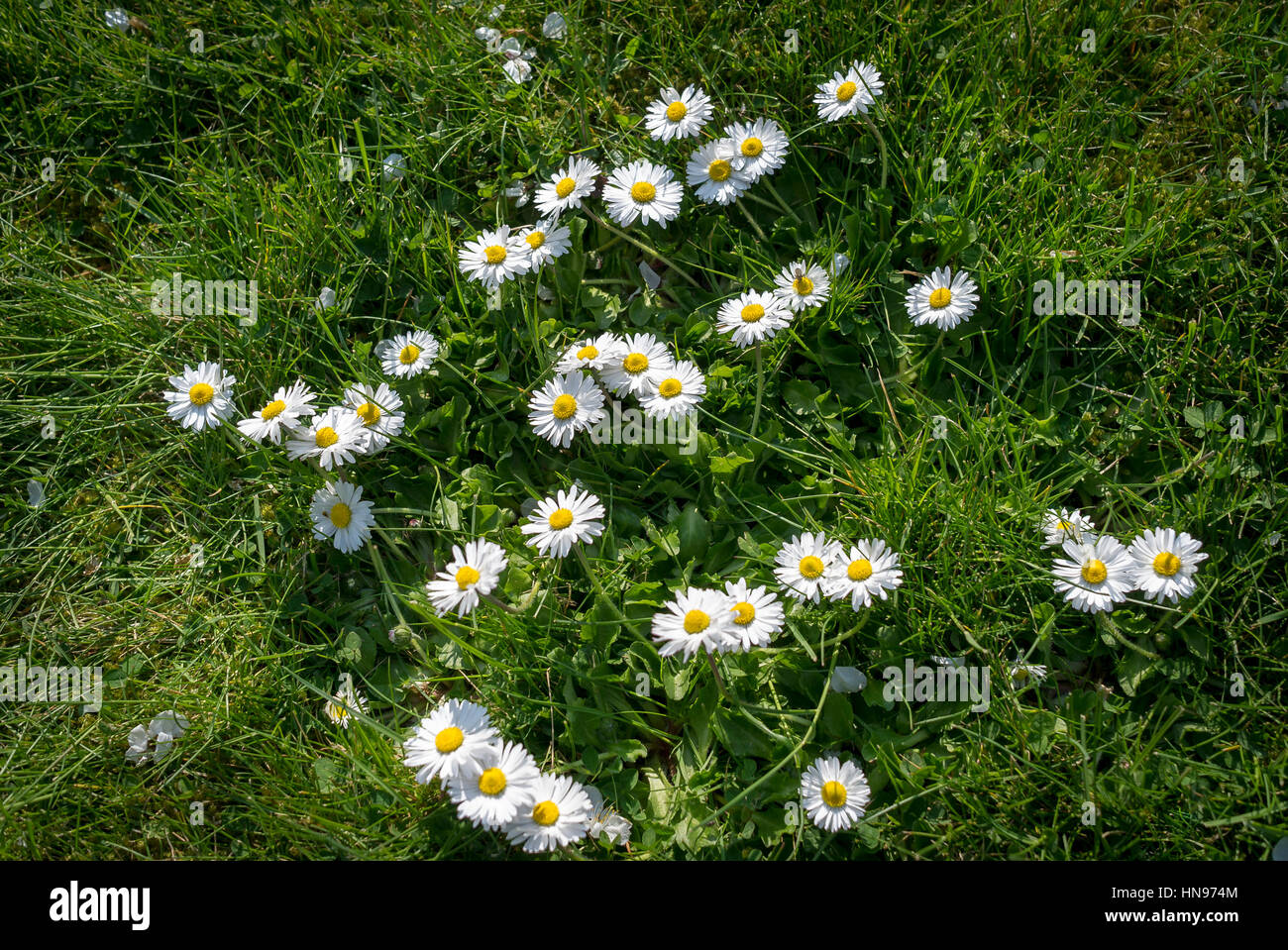 Floraison de marguerites sauvages sur une pelouse Banque D'Images