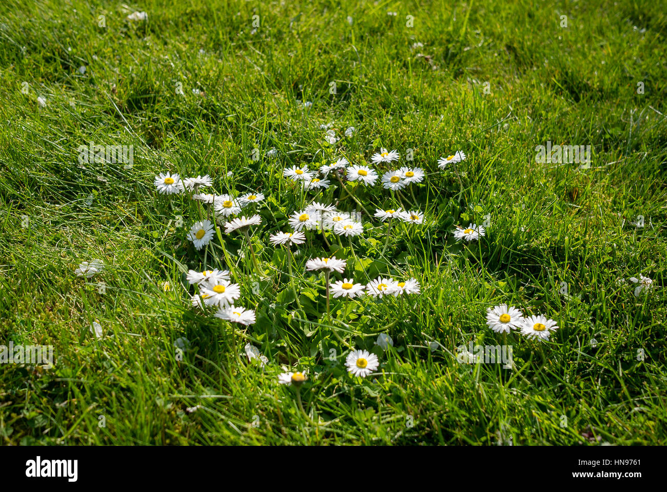Les marguerites sauvages poussant dans une pelouse Banque D'Images