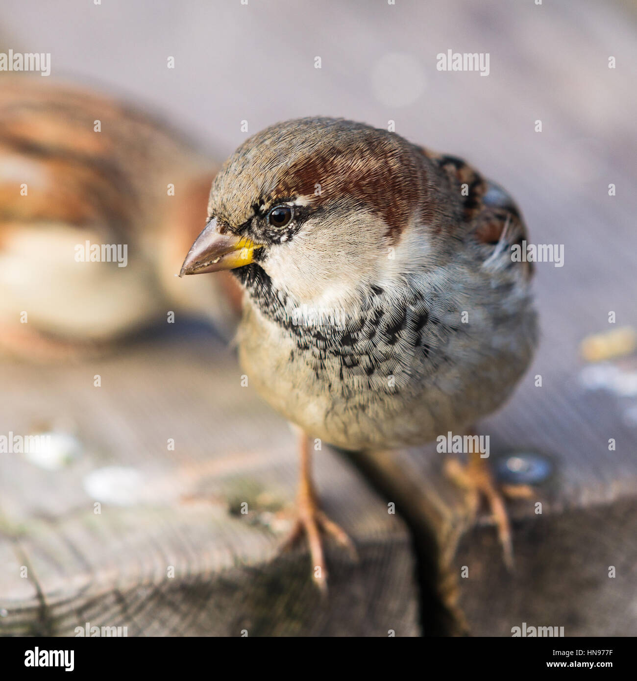 Vue Rapprochée De Curieux Oiseaux Sparrow Qui Est Assis Sur