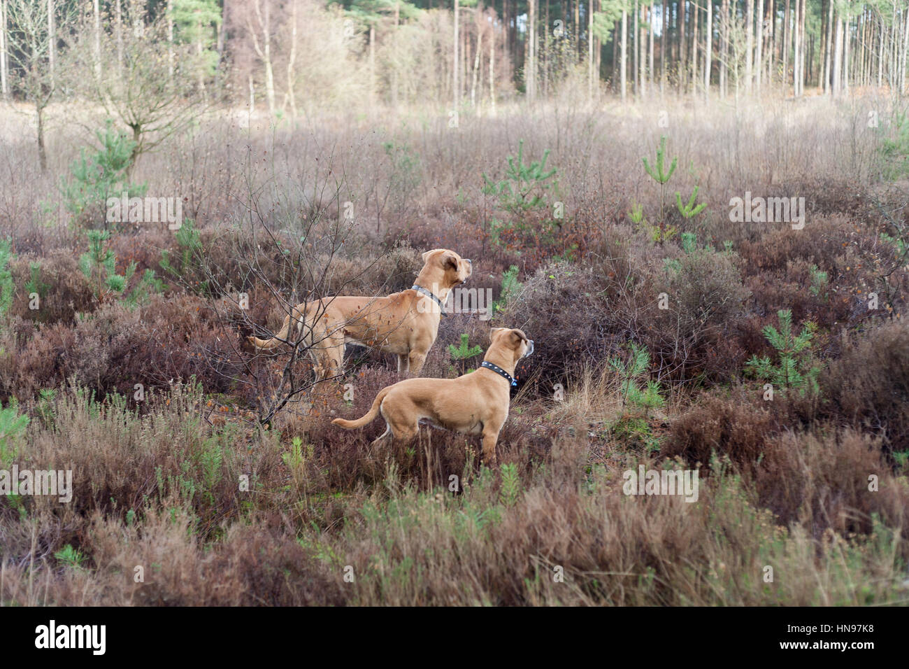 De couleur beige, deux chiens, à la recherche dans un champ rempli de bruyère dans une forêt. Banque D'Images