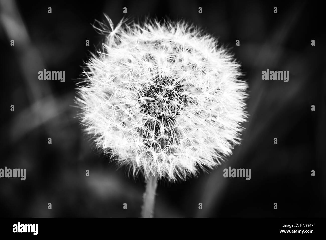 Pissenlit fleur en noir et blanc Banque D'Images