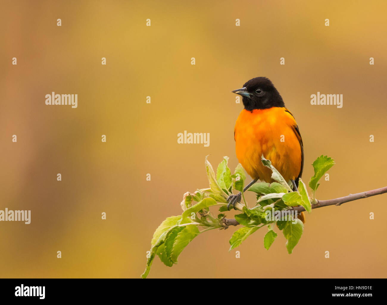 Le mâle Oriole de Baltimore avec son brillant plumage orange. Banque D'Images