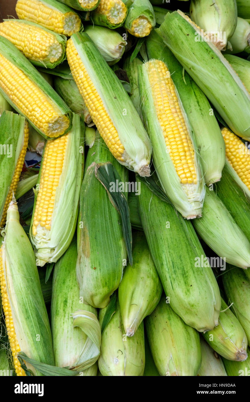 Épis de maïs en vente sur le marché des producteurs locaux Banque D'Images